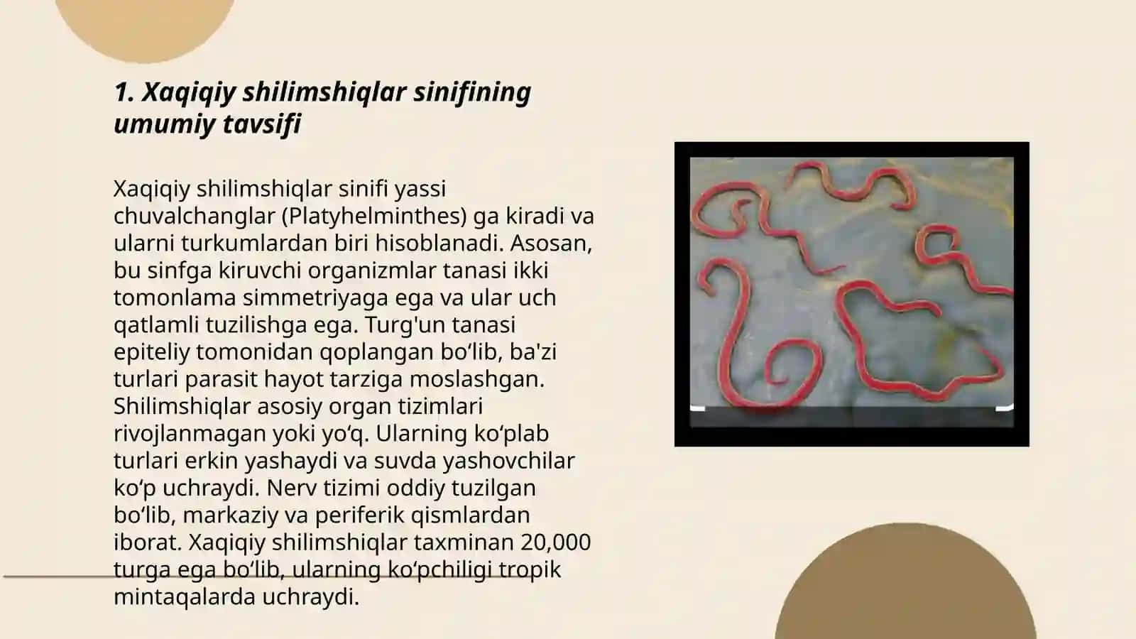 Xaqiqiy shilimshiqlar sinifi 3