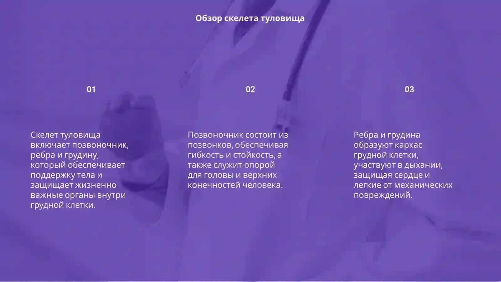 Скелет туловища 3