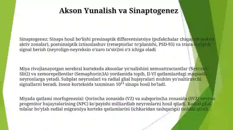 Bosh miya yarimsharlari po'stlog'ining morfogenezi 3