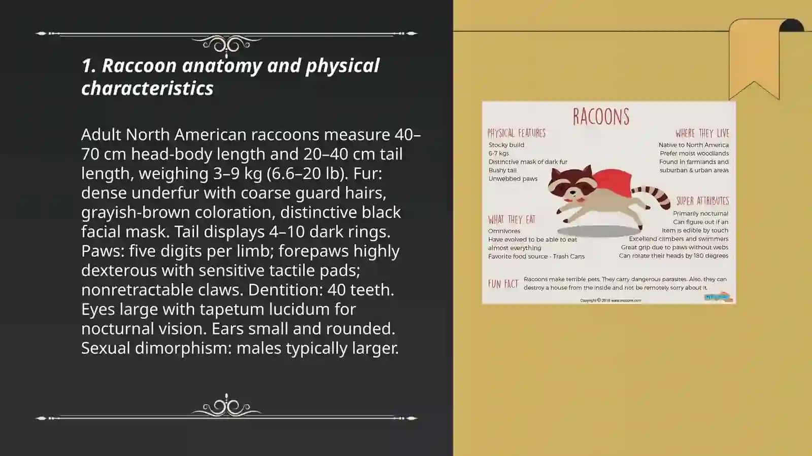 Raccoon Anatomy and Characteristics 3