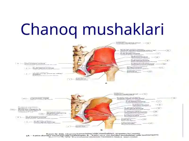 Oyoq, son, chanoq mushaklari 3