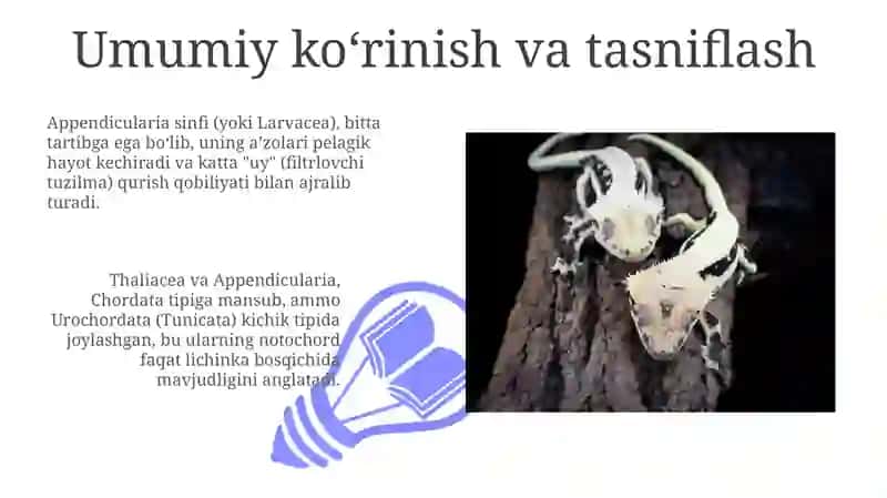 Sallplar va Appendikulyariyalar sinfi 3