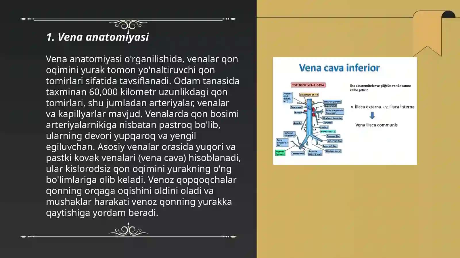 Vena anatomiyasi 3