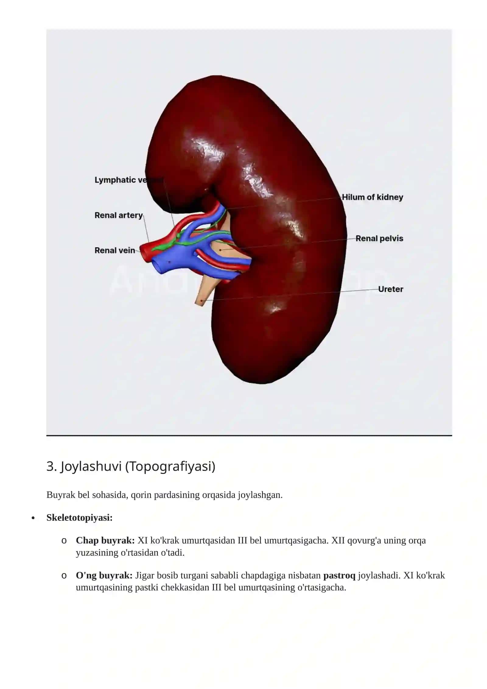 Siydik va Tanosil Apparati (Apparatus Urogenitalis) 3