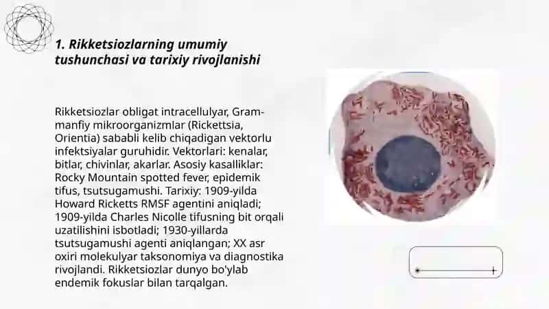 Rikketsiozlar. Etiologiyasi, epidemiologiyasi, klinikasi va patogenezi 3