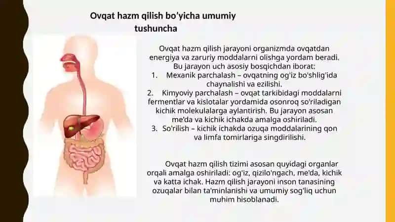 Ovqathazm bo'lishi 3