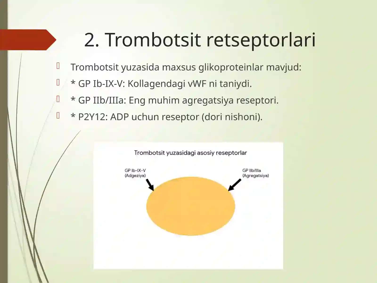 Trombotsitlar adgeziyasi va agregatsiyasi 3