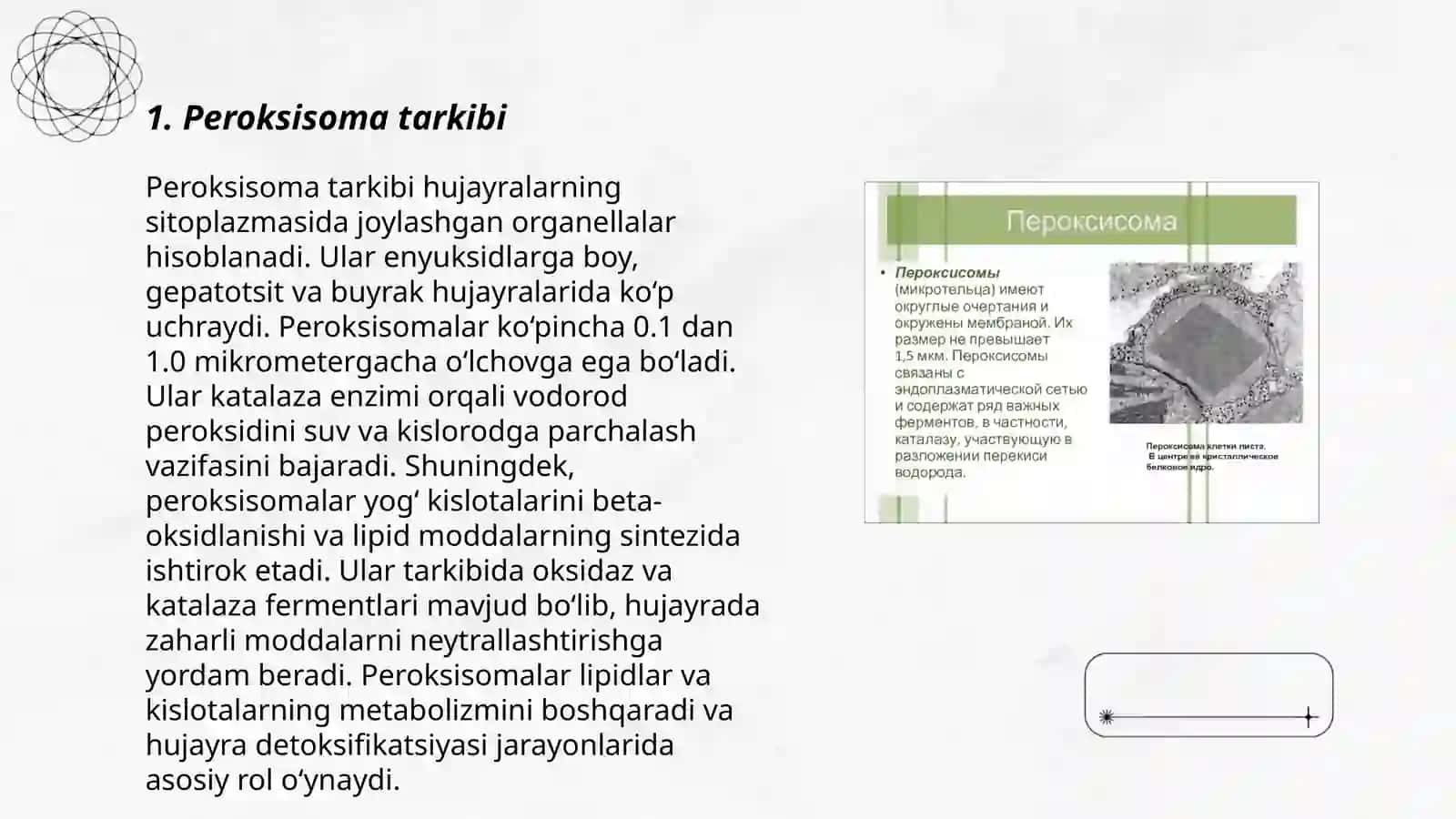 Peroksisoma 3