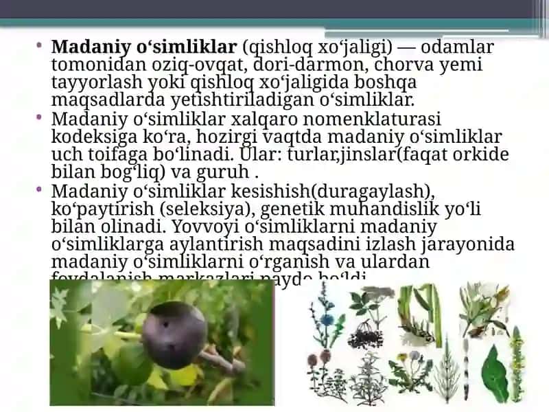 Madaniy o'simliklarning kelib chiqish markazlar 3
