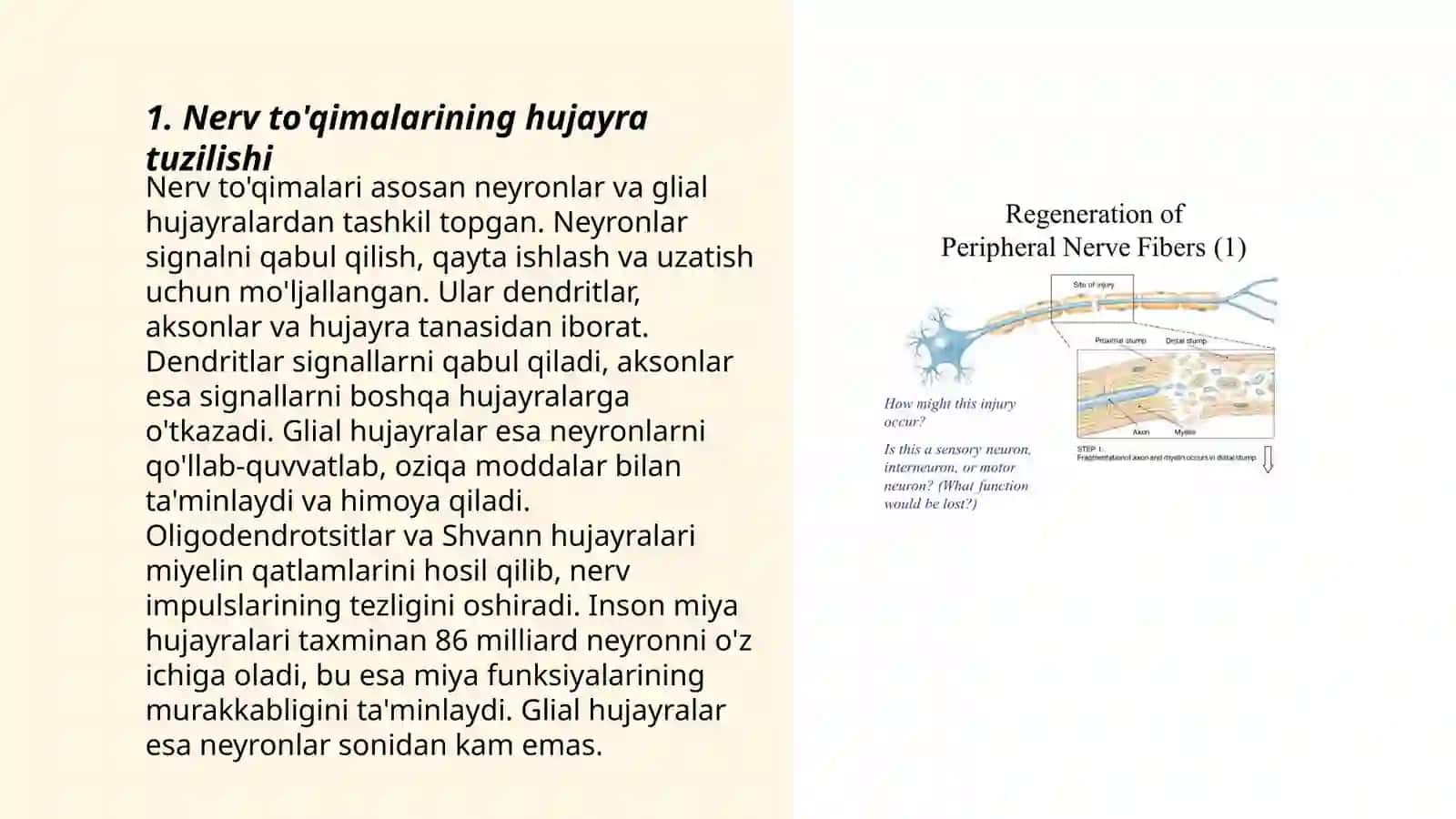 Nerv tõqima regeneratsiya 3