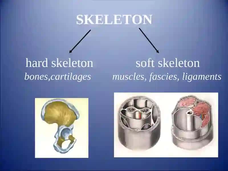 GENERAL   OSTEOLOGY. DEVELOPMENT AND GROWTH OF BONES 3