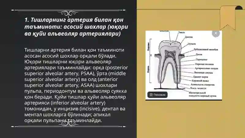 Тишларнинг кон таъминоти ва клиник ахамияти 3