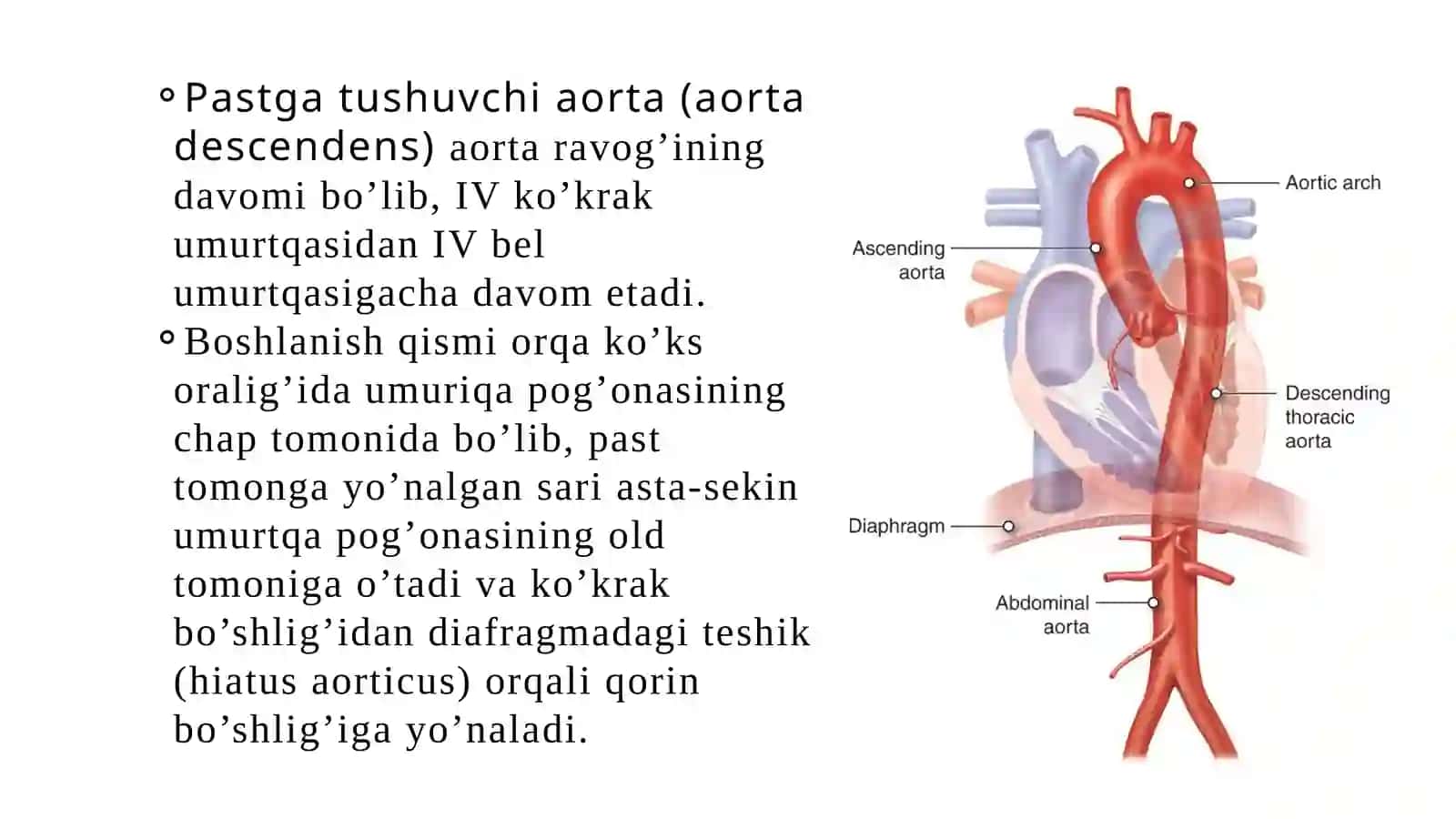 Aortaning tushuvchi qismi 3