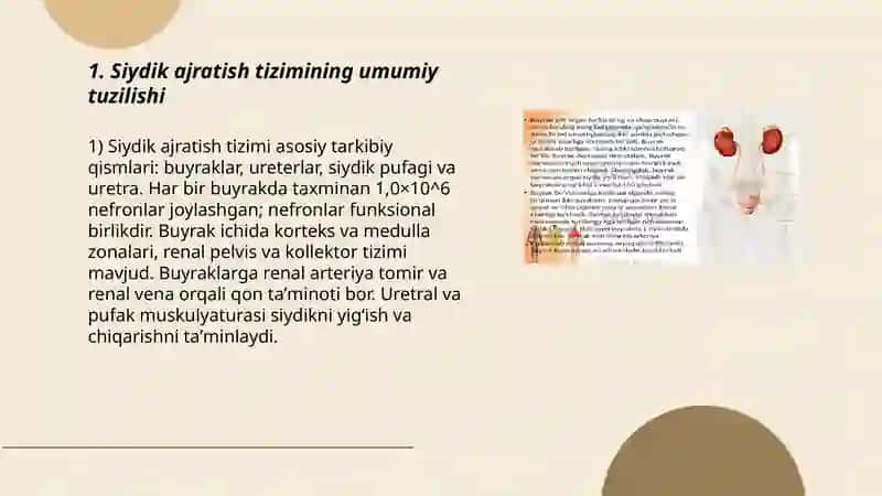Siydik ayiruv sistemasi 3