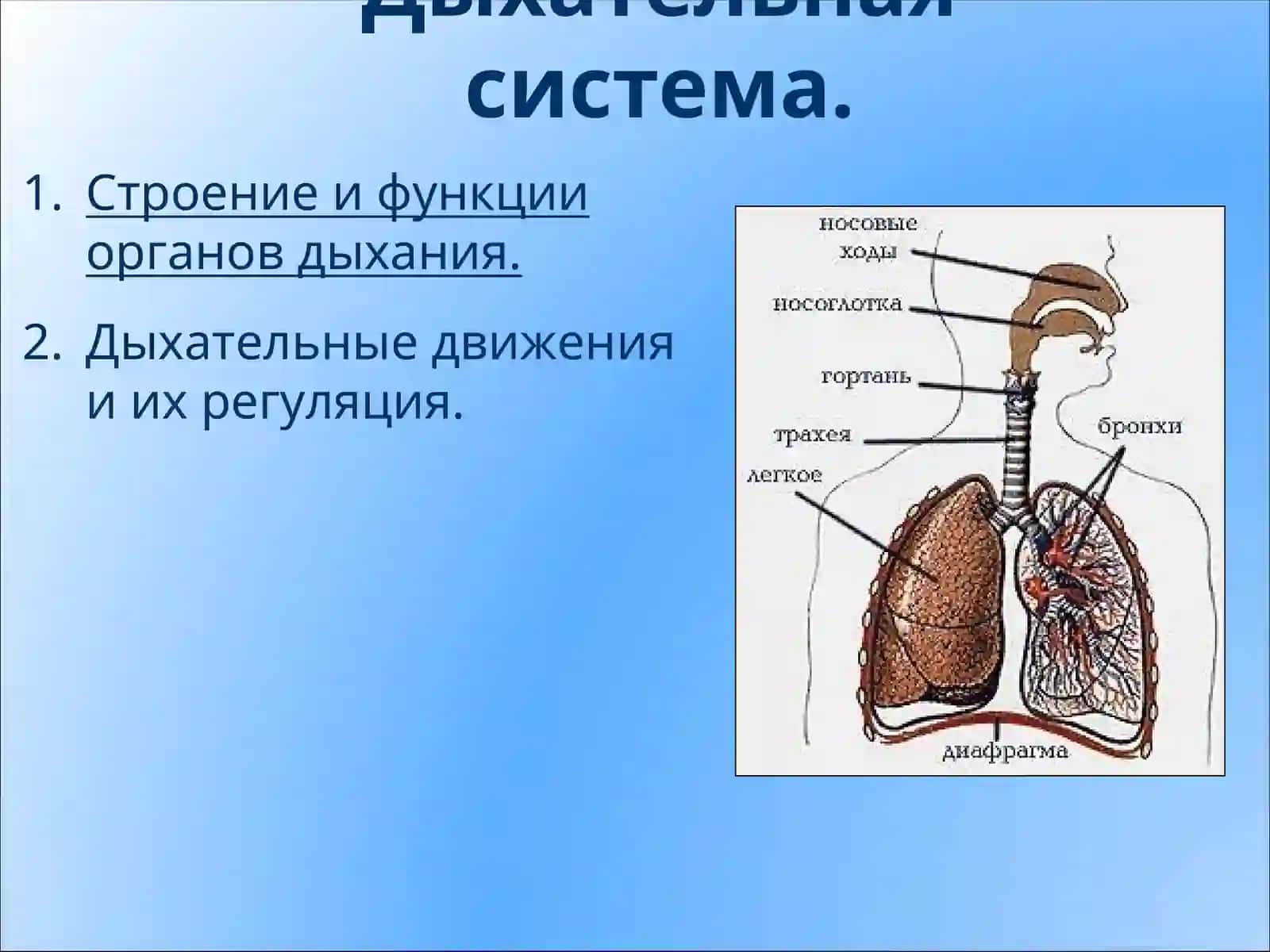 Органы дыхания, их строение.Дыхательные движения 3