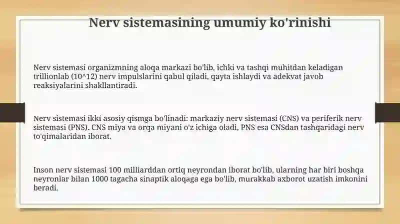 Nerv sestemasi 3