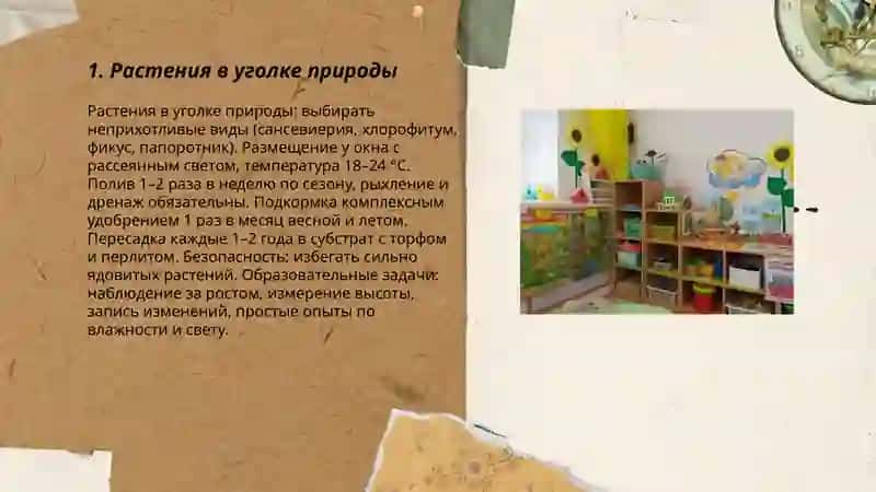 Растения в уголке природы 3