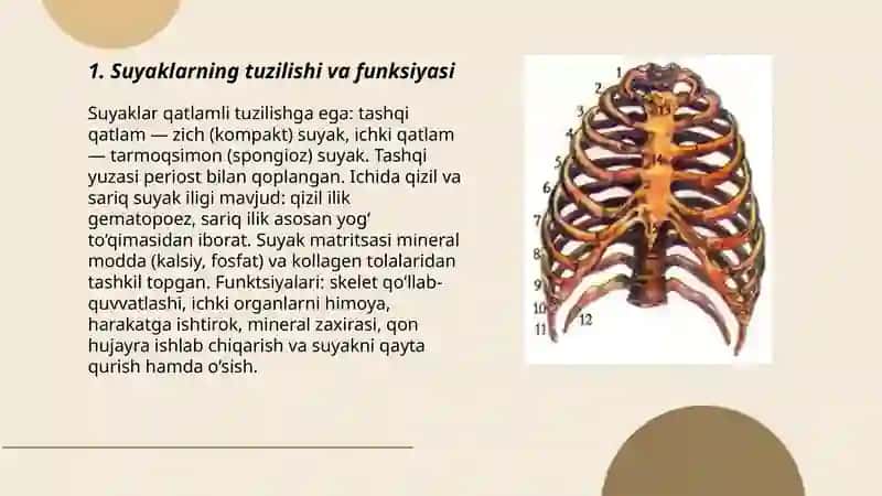 Tayanch- harakat sistemasi 3
