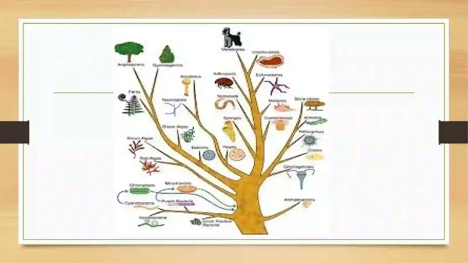 Evolyutsion ta’limot va jamiyat 3
