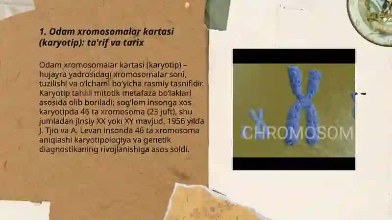 Odam xromosomalar kartasi (karyotip): ta'rif va tarix 3