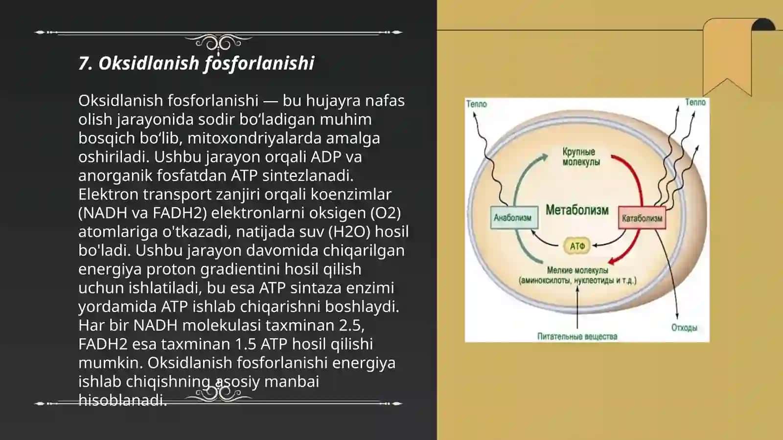 Oksidlanish fosforlanishi 3
