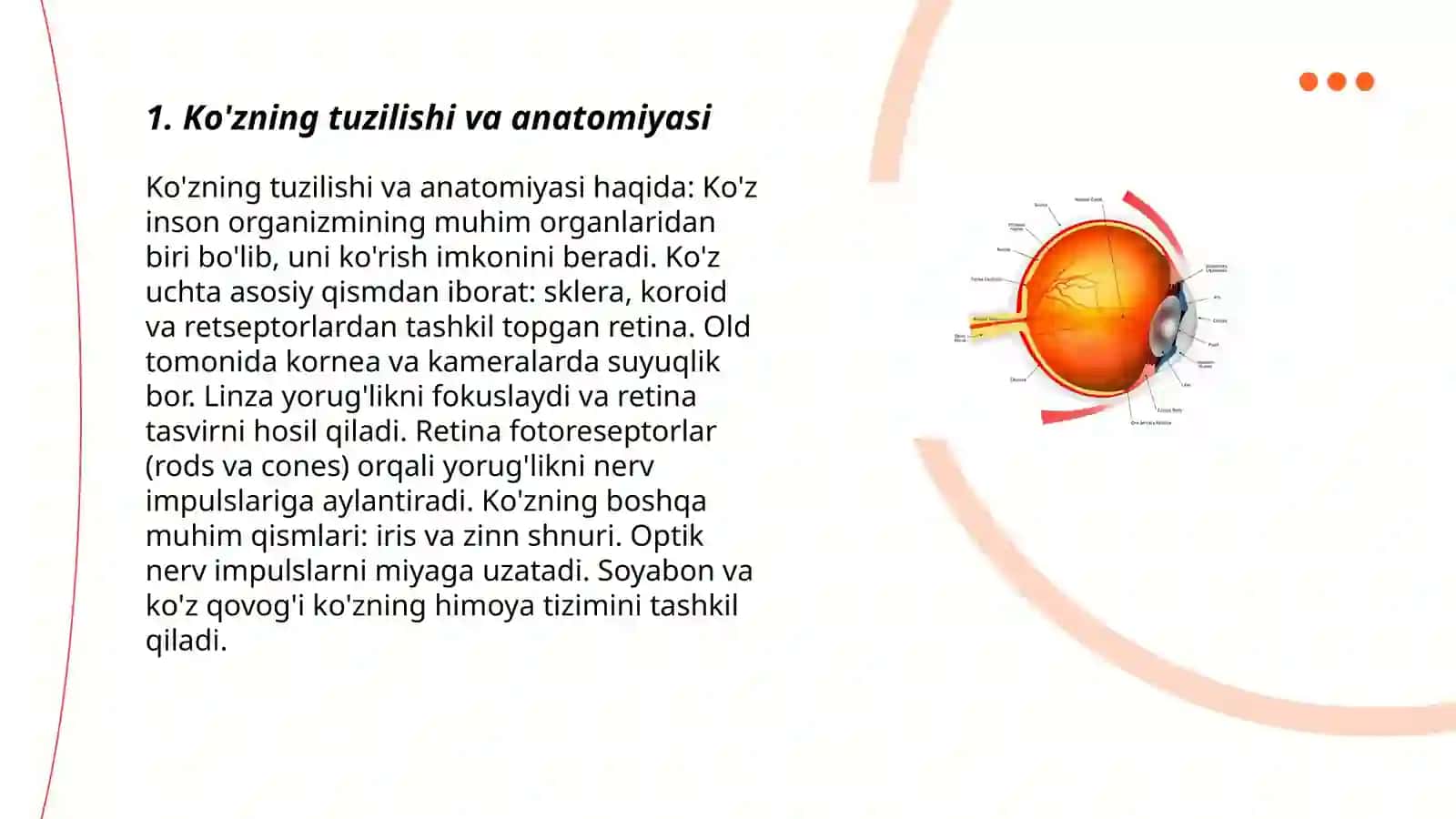 Ko'zning tuzilishi va anatomiyasi 3
