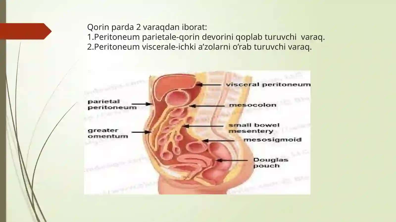 Qorinpardaning tuzilishi 3