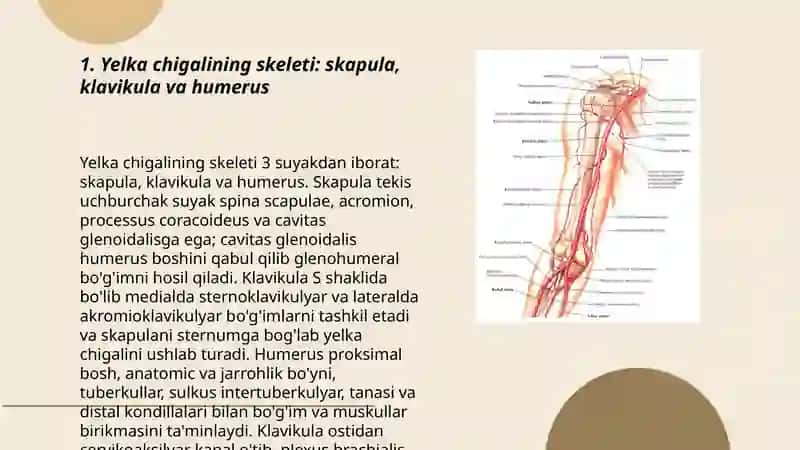 Yelka chigali. Plexus brachialis 3