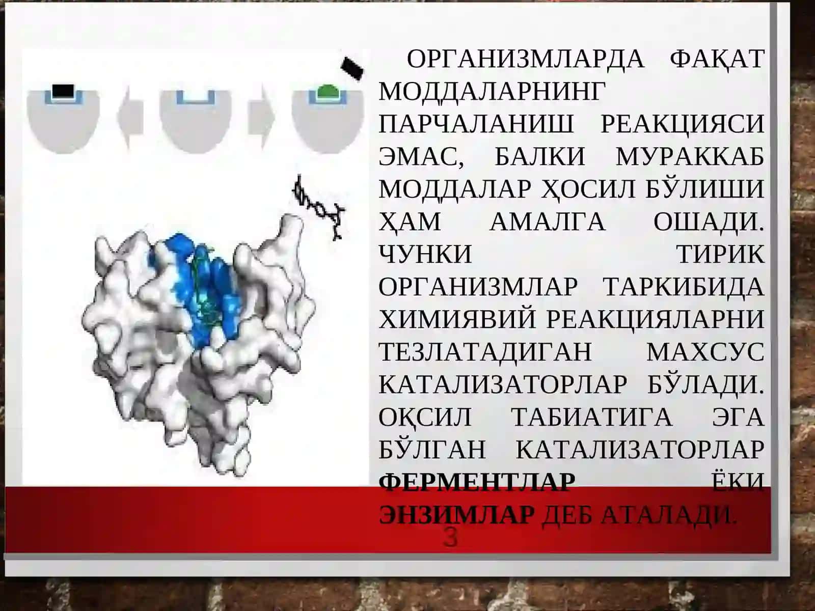 Ферментлар 3
