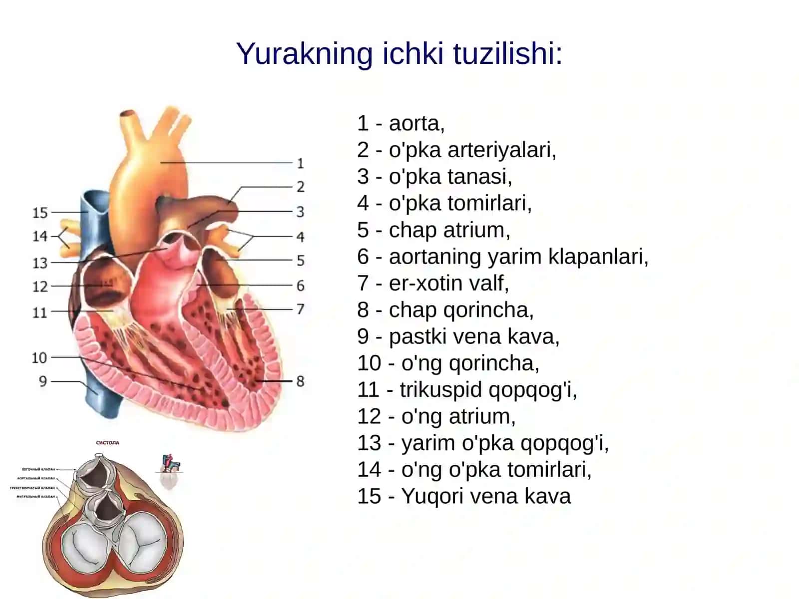Yurak auskultatsiyasi 3