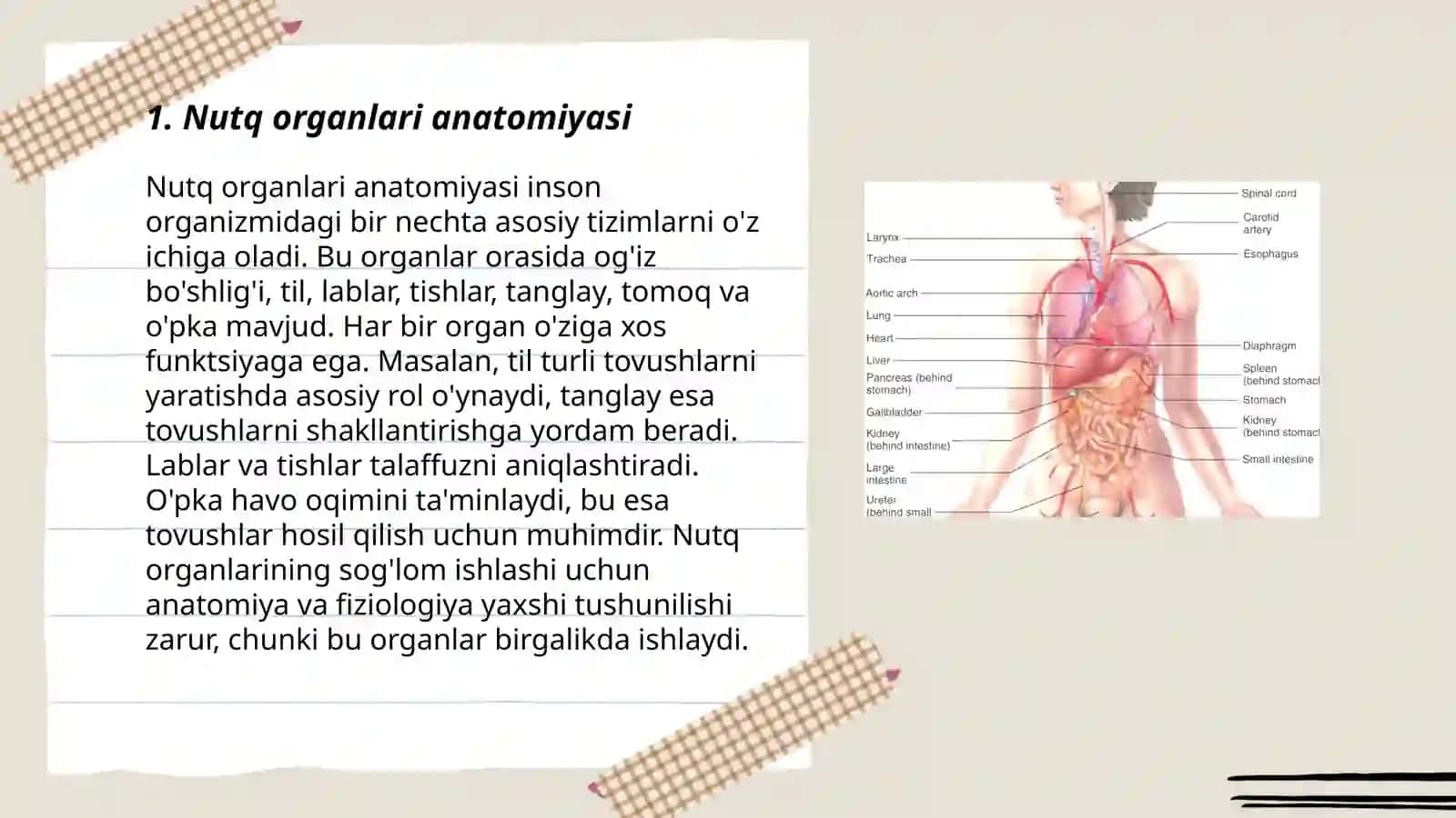 Nutq organlari anatomiyasi 3