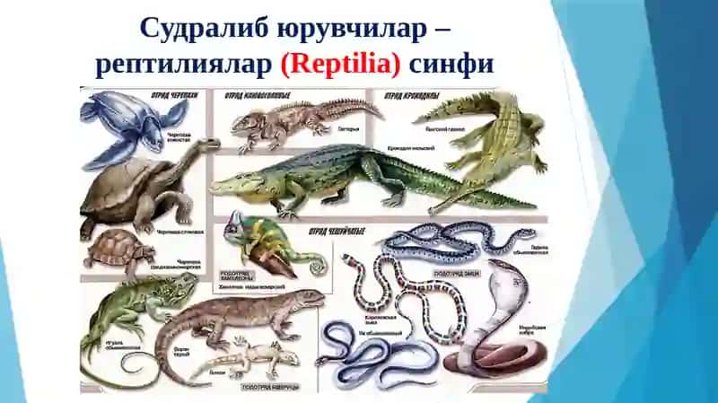 Sudralibyuruvchilar 3