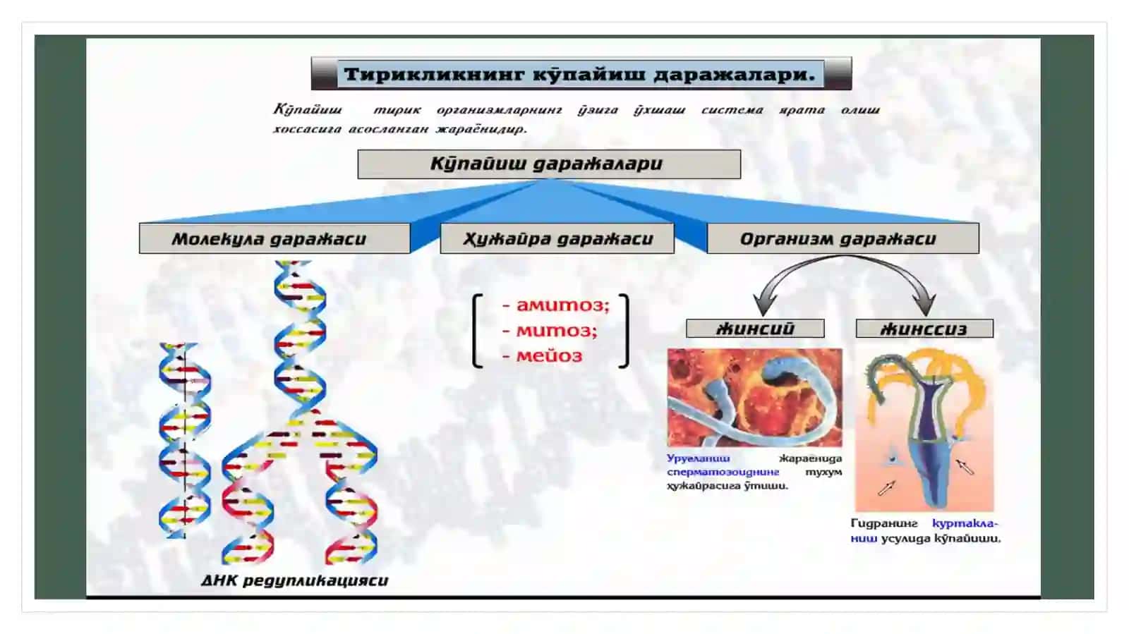 Hujayra biologiyasi 3
