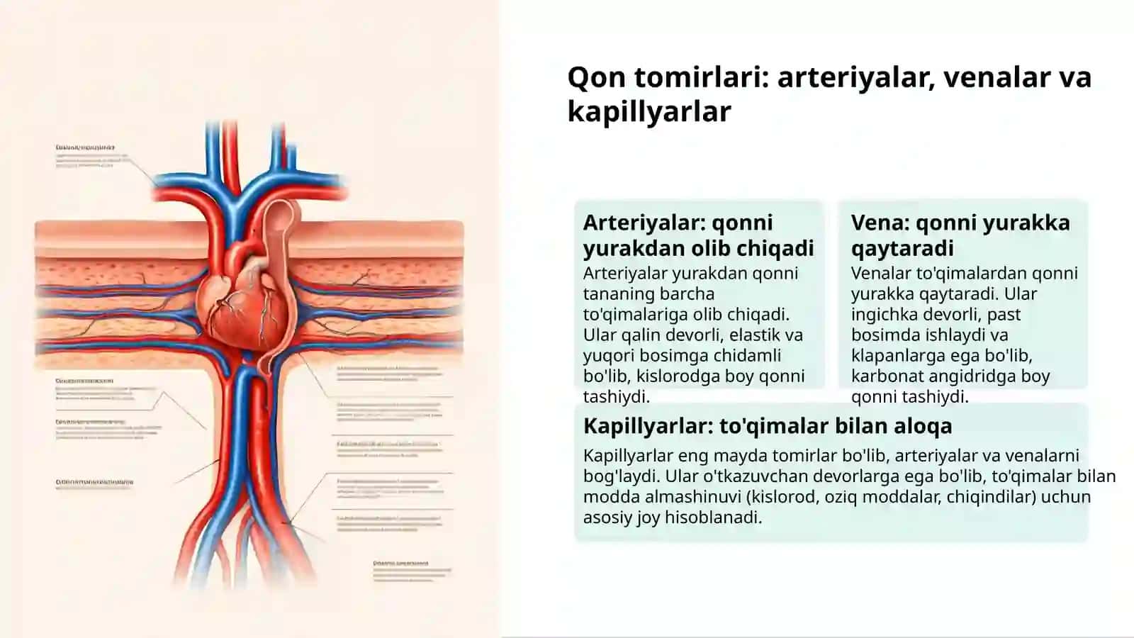 Yoshlar qon aylanishi va gigiyenasi 3