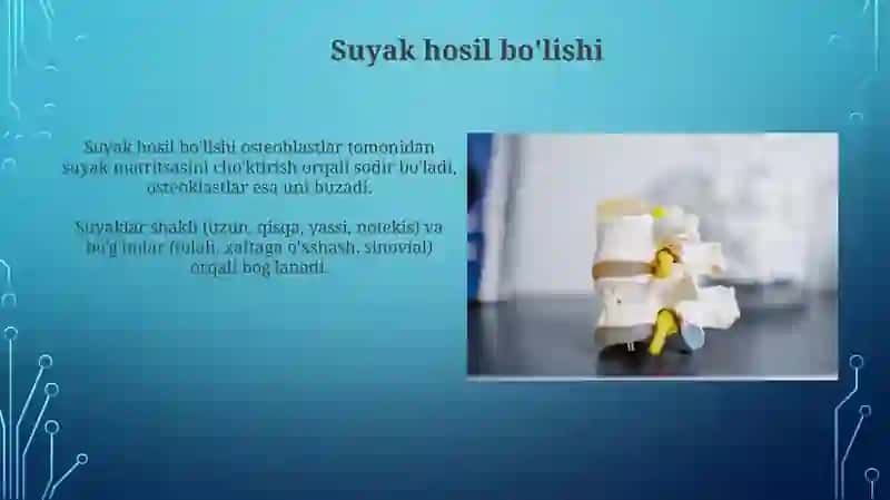 Suyaklar va ularning birikishi 3