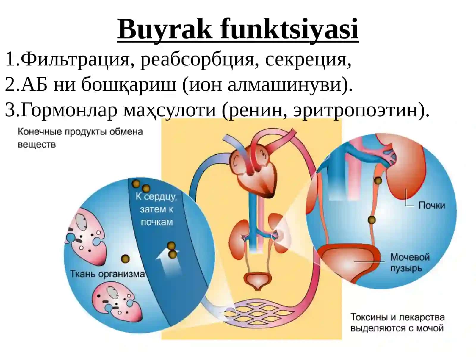 SIYDIK XАYDOVChI MODDАLАR(DIURETIKLАR) 3