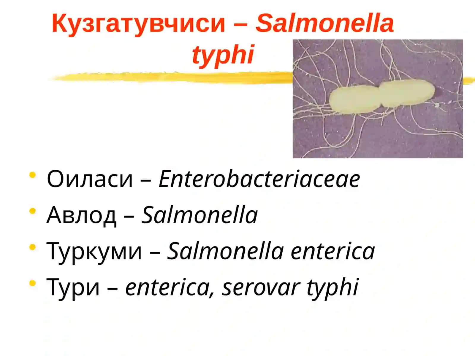 Ичтерлама–қорин тифи (typhus abdominalis) 3
