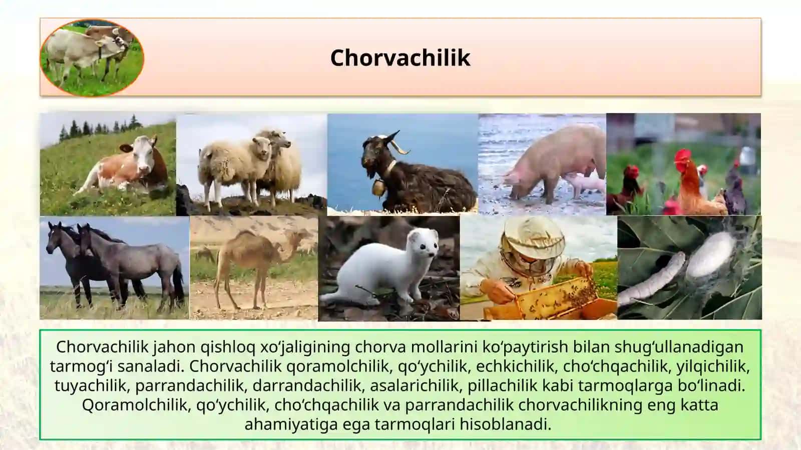 Jahon chorvachiligi haqida slayd 3