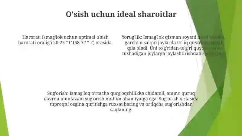 Ismaloq Yetishtirish 3