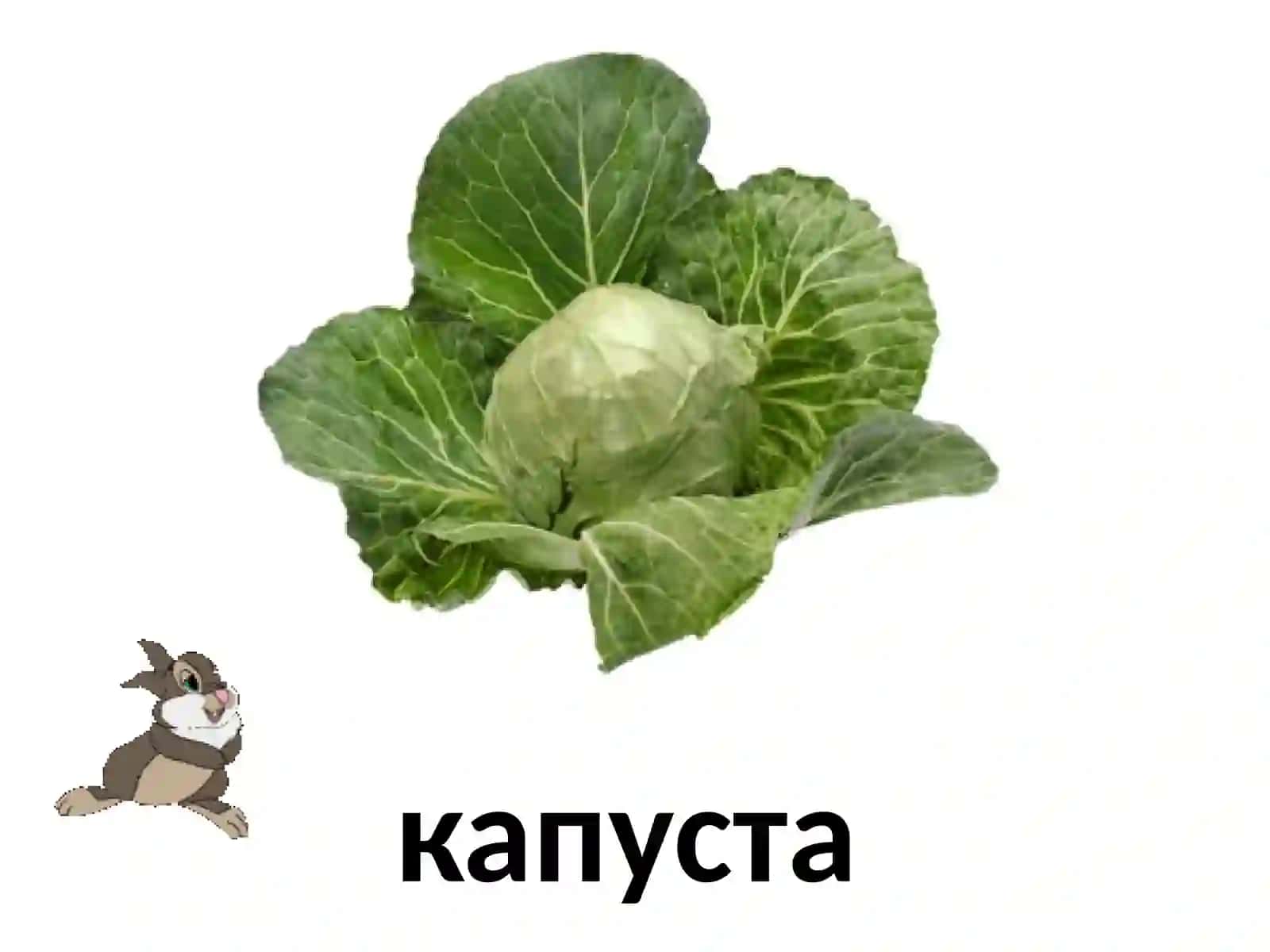 ЗАГАДКИ«ОВОЩИ НА ГРЯДКЕ» 3