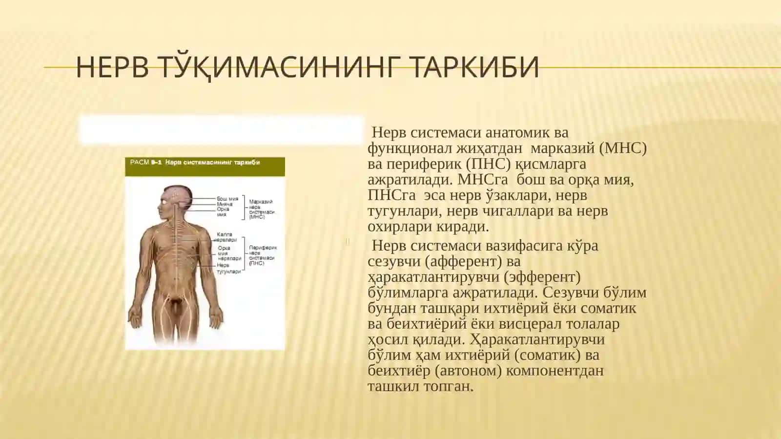 Нерв тўқимаси 3