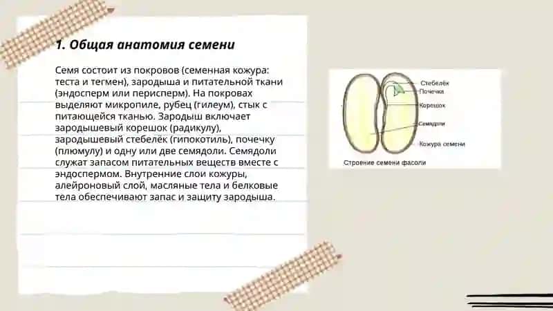 Стороение семян и плодов 3