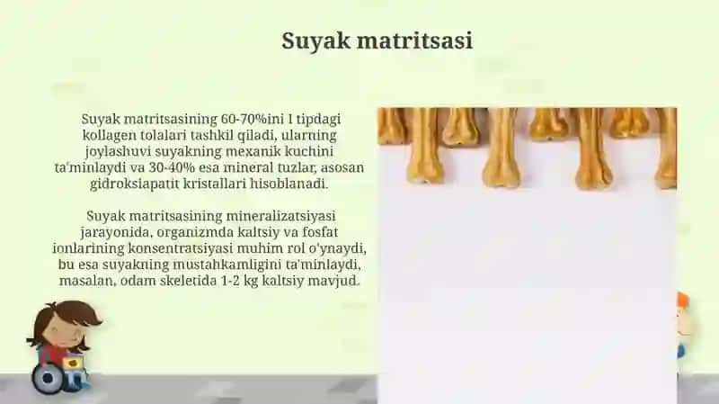 Suyak to'qimasi 3