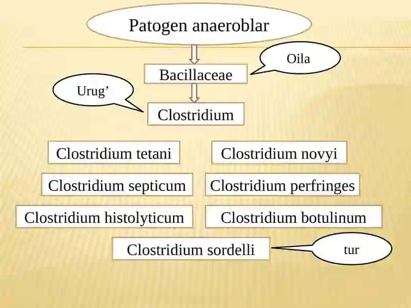 Gazligangrena qoʼzg'atuvchilari tashxisi 3