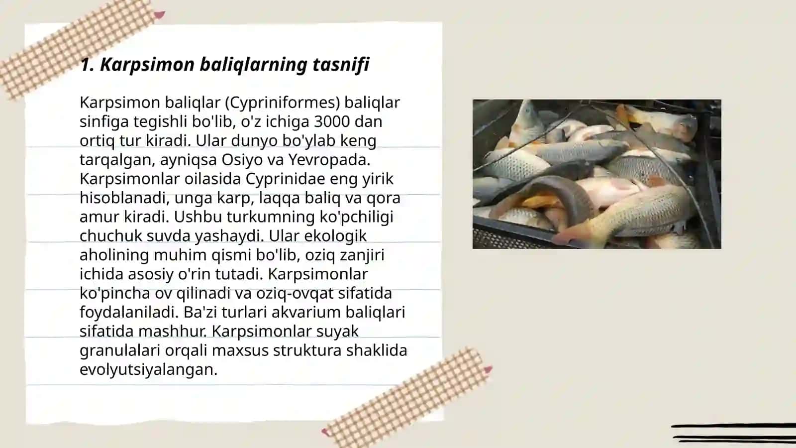 Karpsimon baliqlar sistematikasi 3
