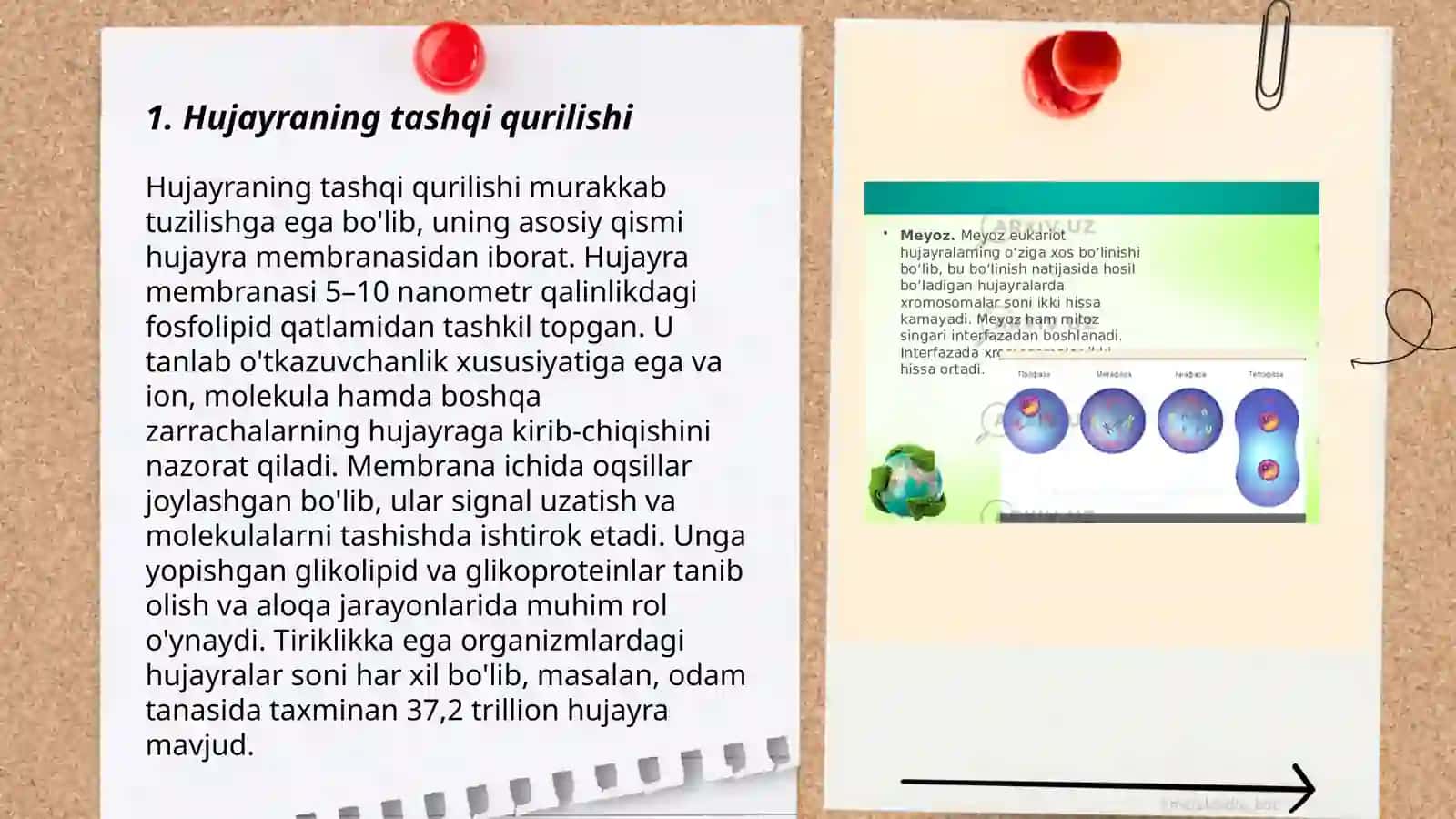 Hujayraning tuzilishi 3