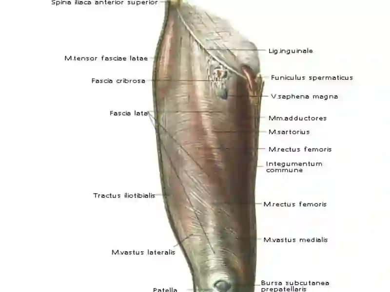 ANATOMIYA, KLINIK ANATOMIYA (OXTA) KAFEDRASI 3