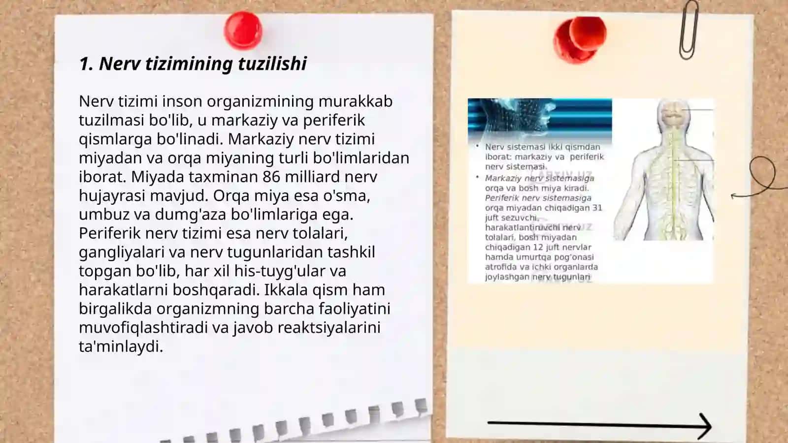 Nerv toʻqimasi 3