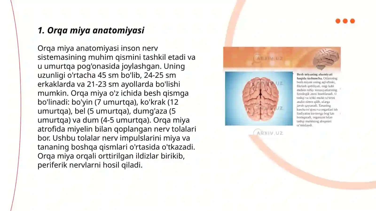 Orqa miya tuzulishi 3