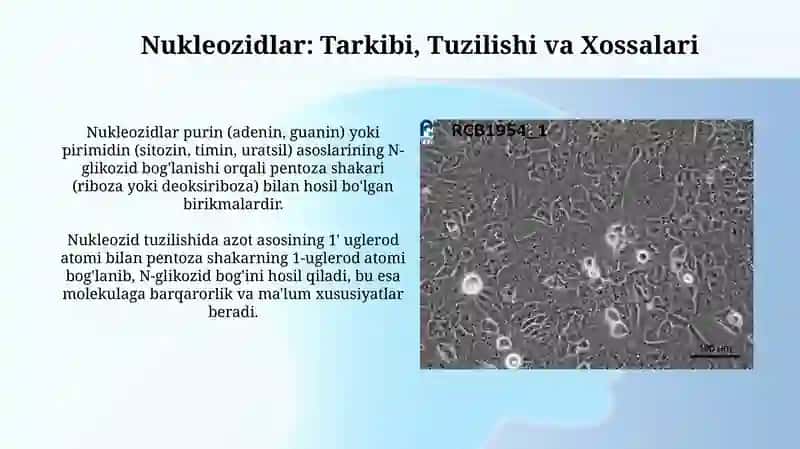Nukleozidlar va Nukleotidlar 3